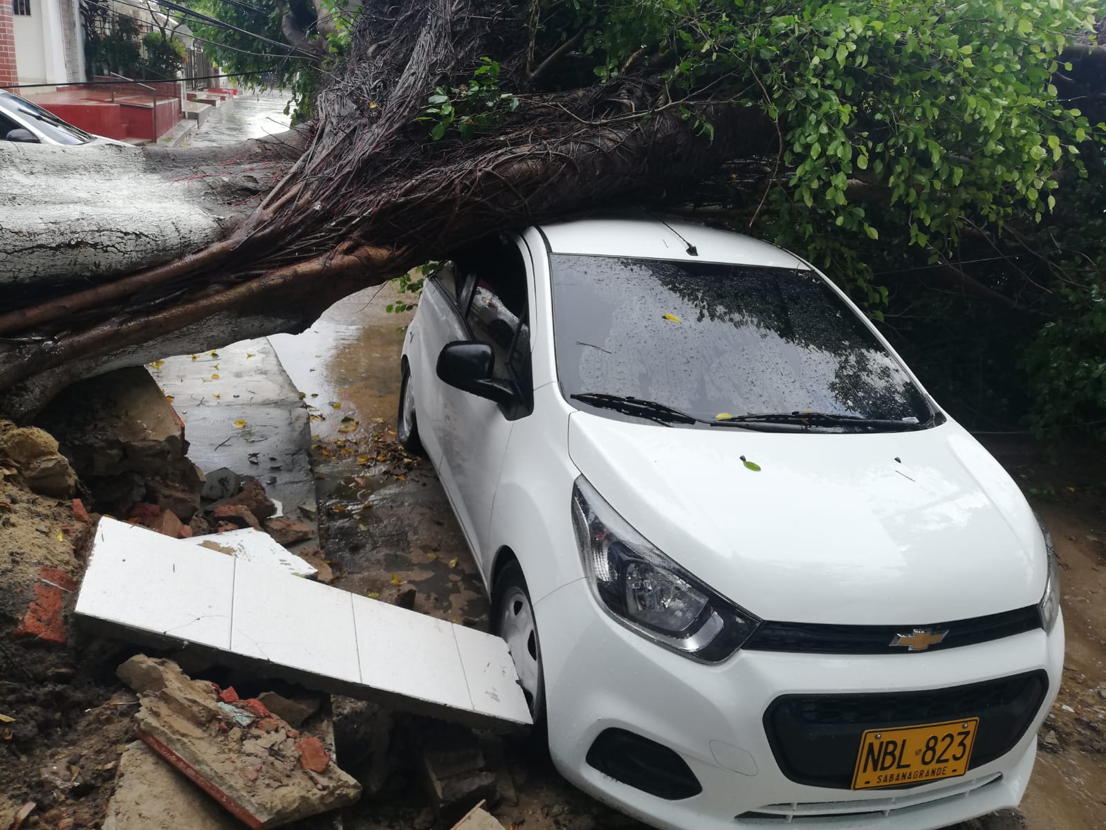 Frondoso árbol cayó sobre vehículo