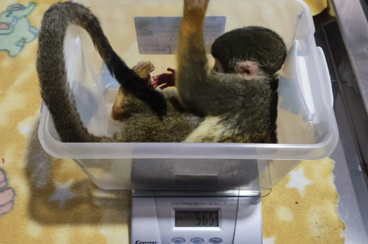 Mono ardilla en recuparación.