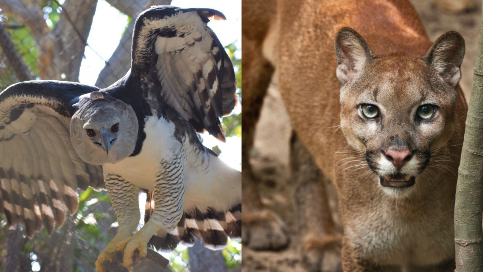 Candidatos presidenciales del Zoo de Barranquilla.