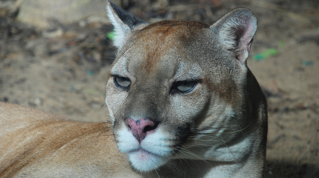 Comunicaciones Zoológico de Barranquilla El Puma del Zoológico de Barranquilla