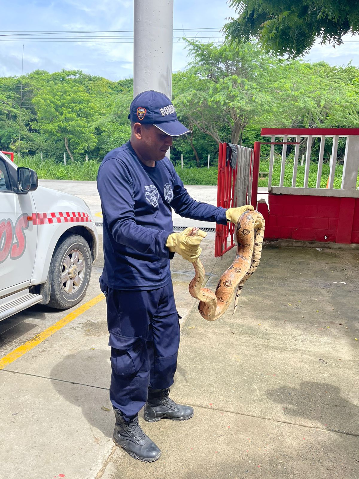 Suministrada Un bombero sostiene una boa encontrada en la playa de Salgar
