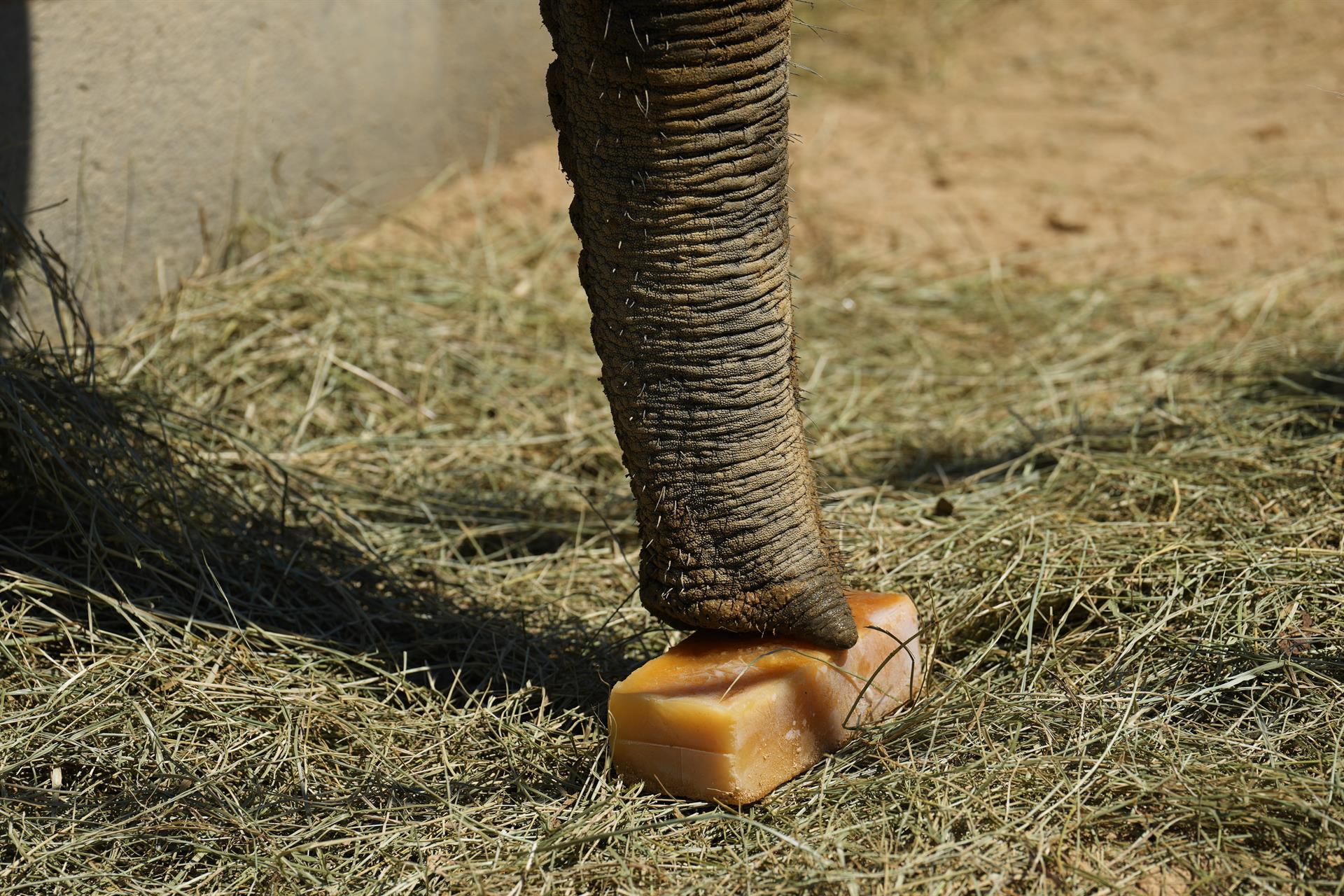 Un elefante del Zoo de Barcelona toma su comida congelada para aliviar la ola de calor.