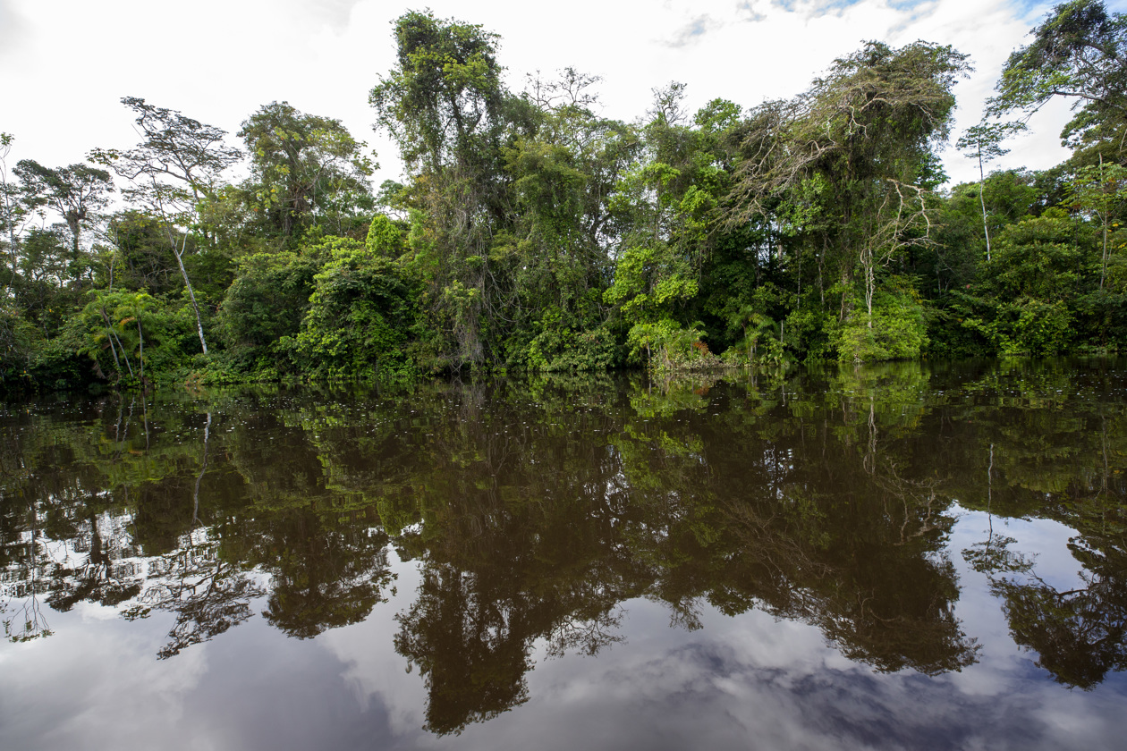Vista de las orillas de la Laguna Grande de Cuyabeno. 