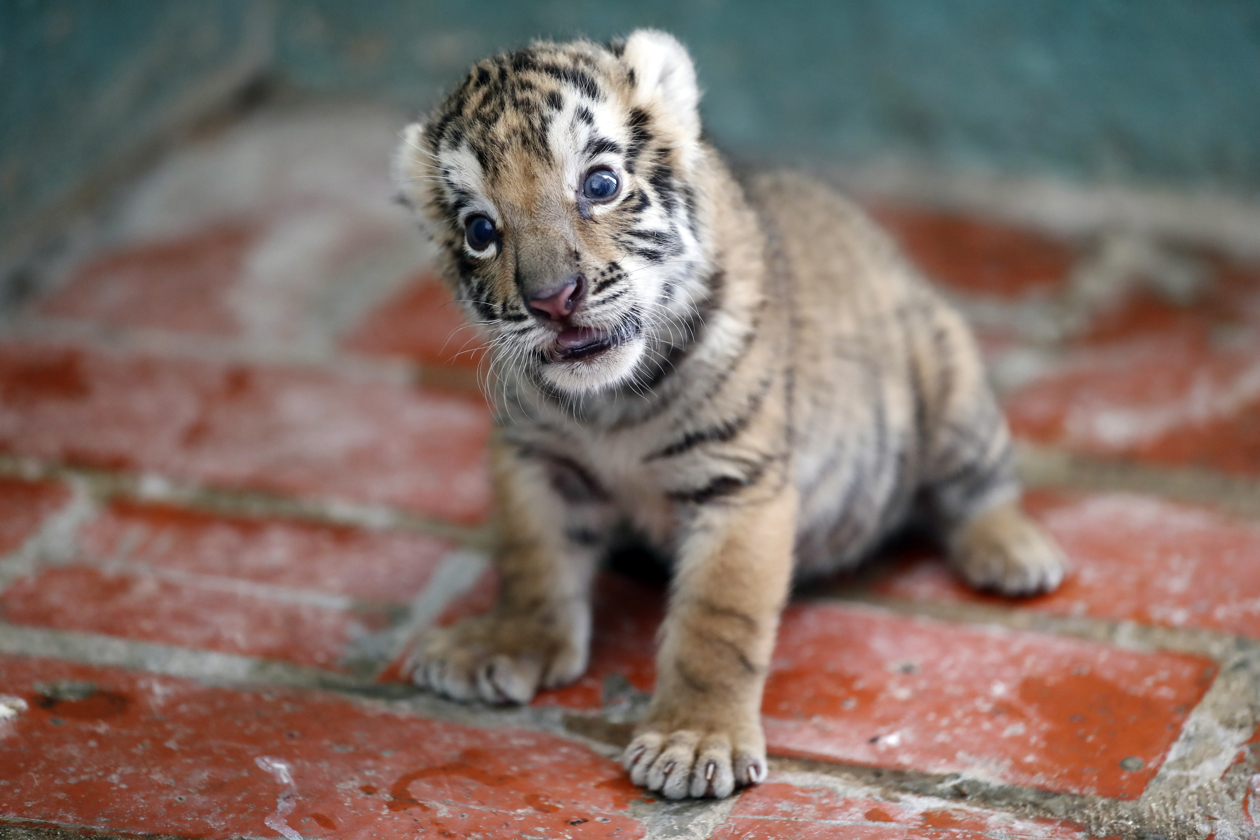 El cachorro de tigre de Bengala