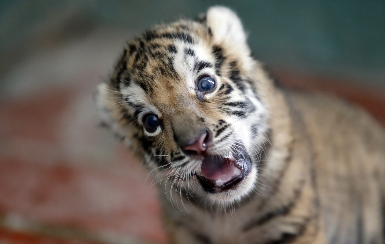 El cachorro de tigre de Bengala