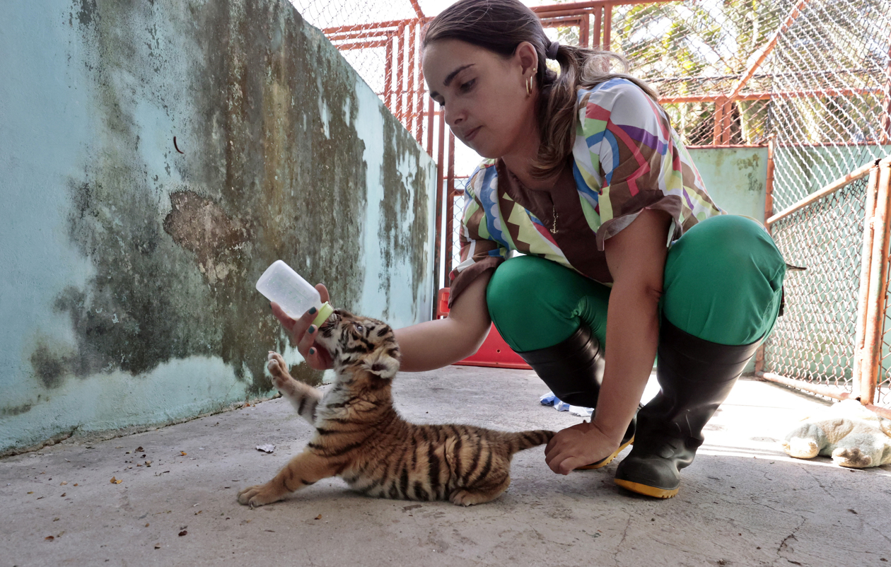 El cachorro de tigre de Bengala
