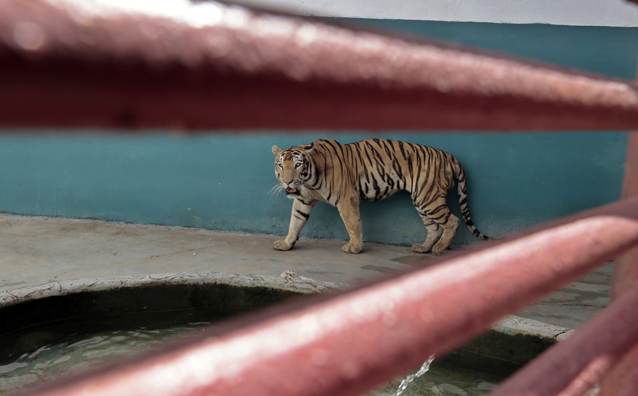 El cachorro de tigre de Bengala