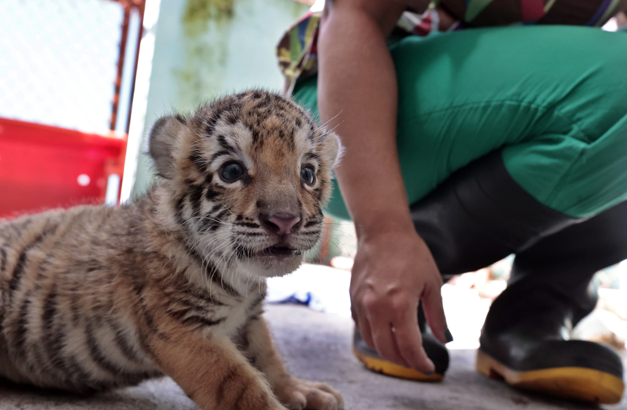 El cachorro de tigre de Bengala