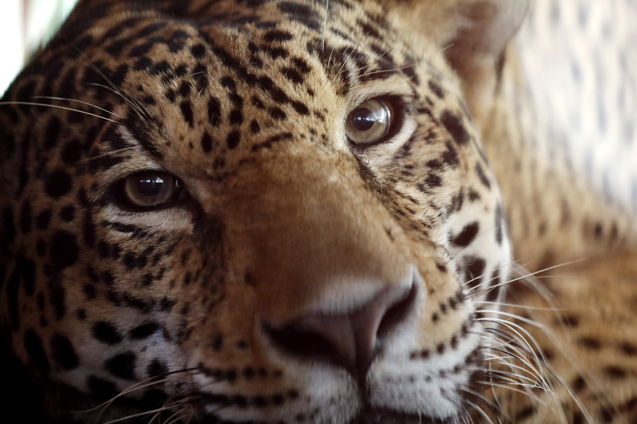 El cachorro de tigre de Bengala