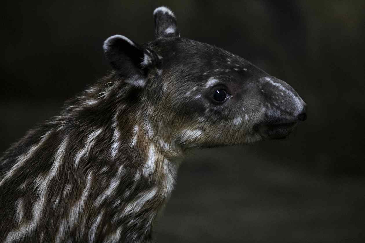 Nace pareja de tapires, en peligro de extinción, en Nicaragua.