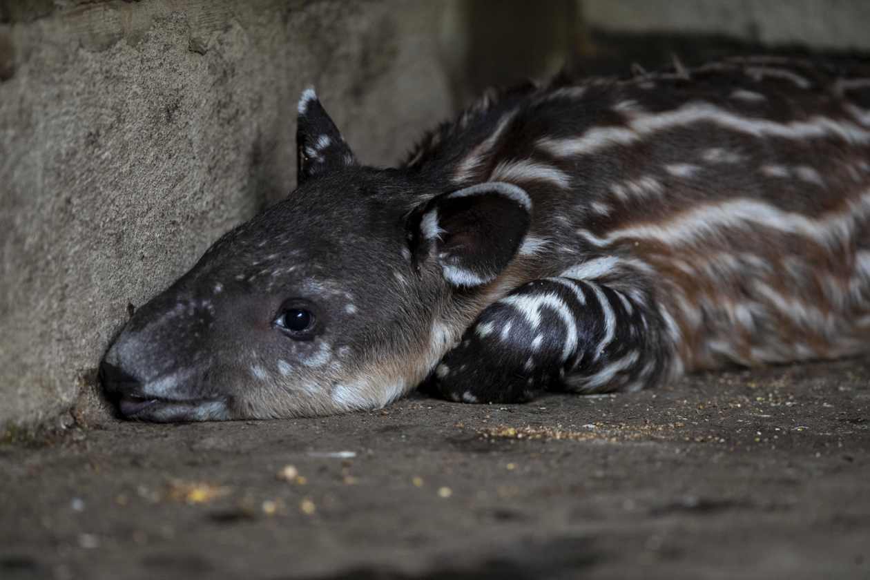 Nace pareja de tapires, en peligro de extinción, en Nicaragua.