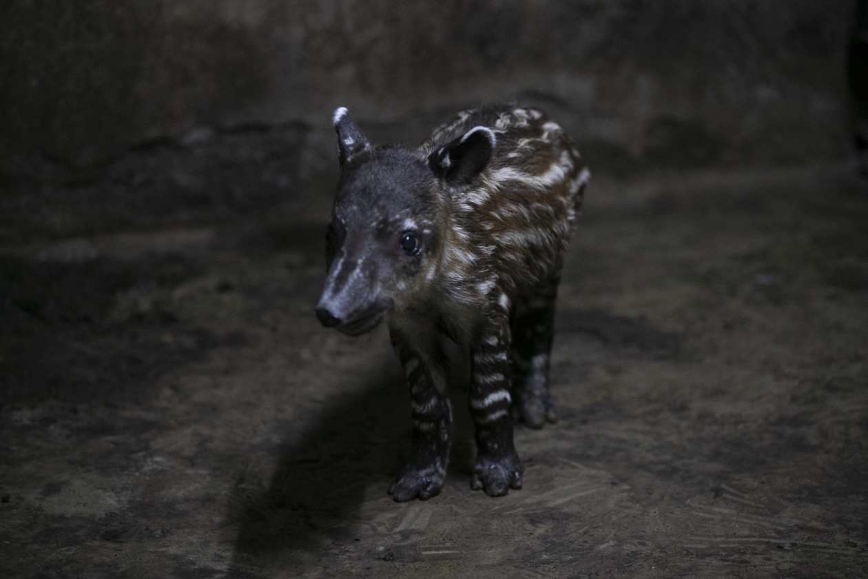 Nace pareja de tapires, en peligro de extinción, en Nicaragua.