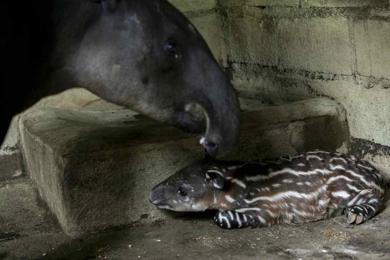 Nace pareja de tapires, en peligro de extinción, en Nicaragua.
