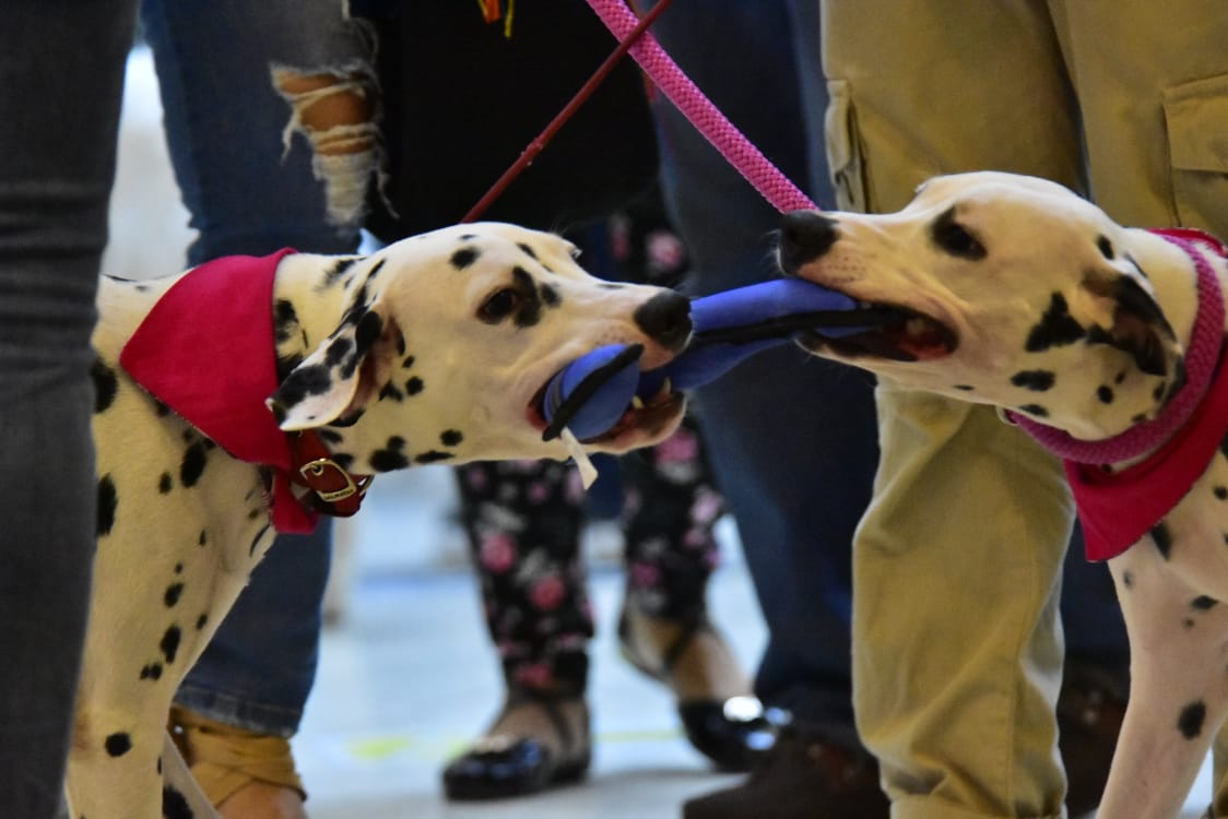 Perros dálmatas jugando. 