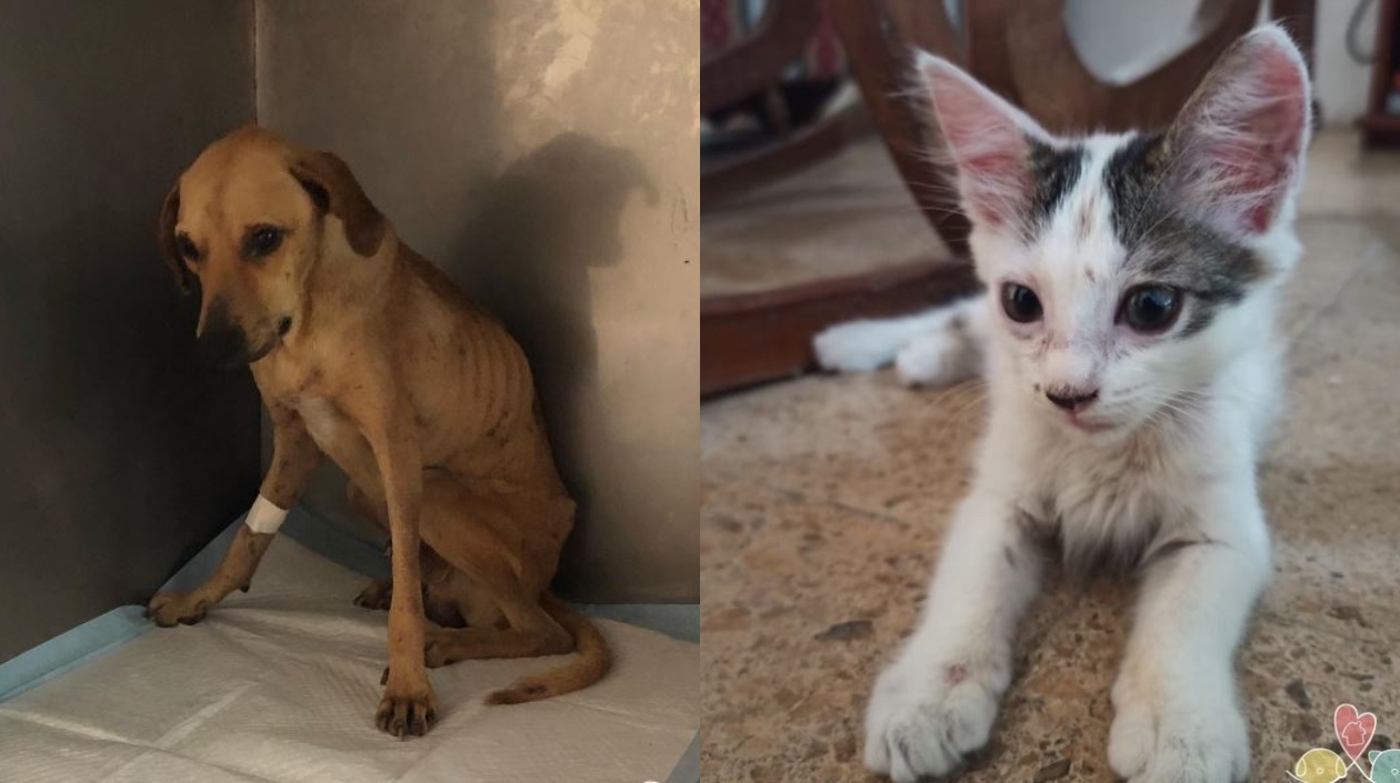 Animales rescatados por la fundación Adopta una mascota.