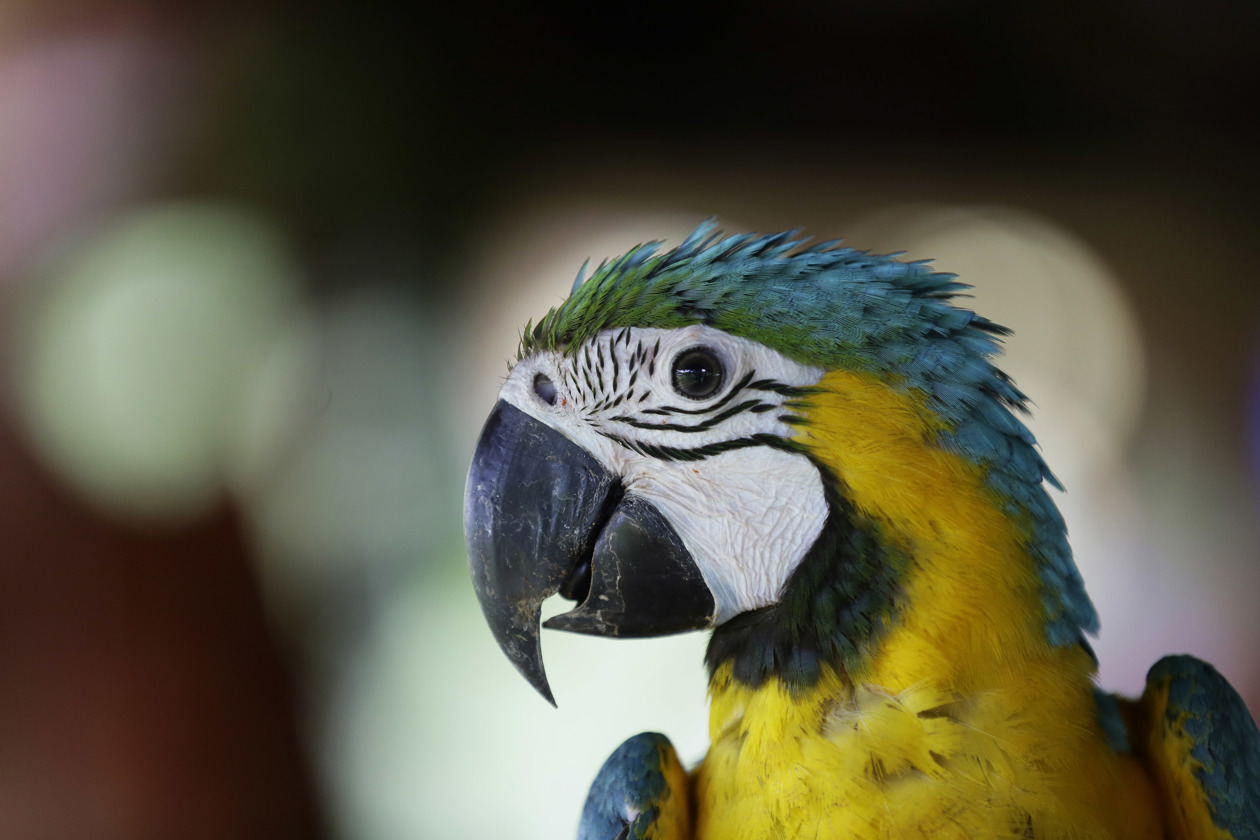 Nidos artificiales para salvar a la guacamaya verde en los bosques de Panamá.