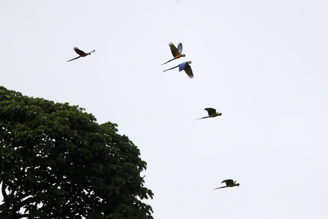 Nidos artificiales para salvar a la guacamaya verde en los bosques de Panamá.