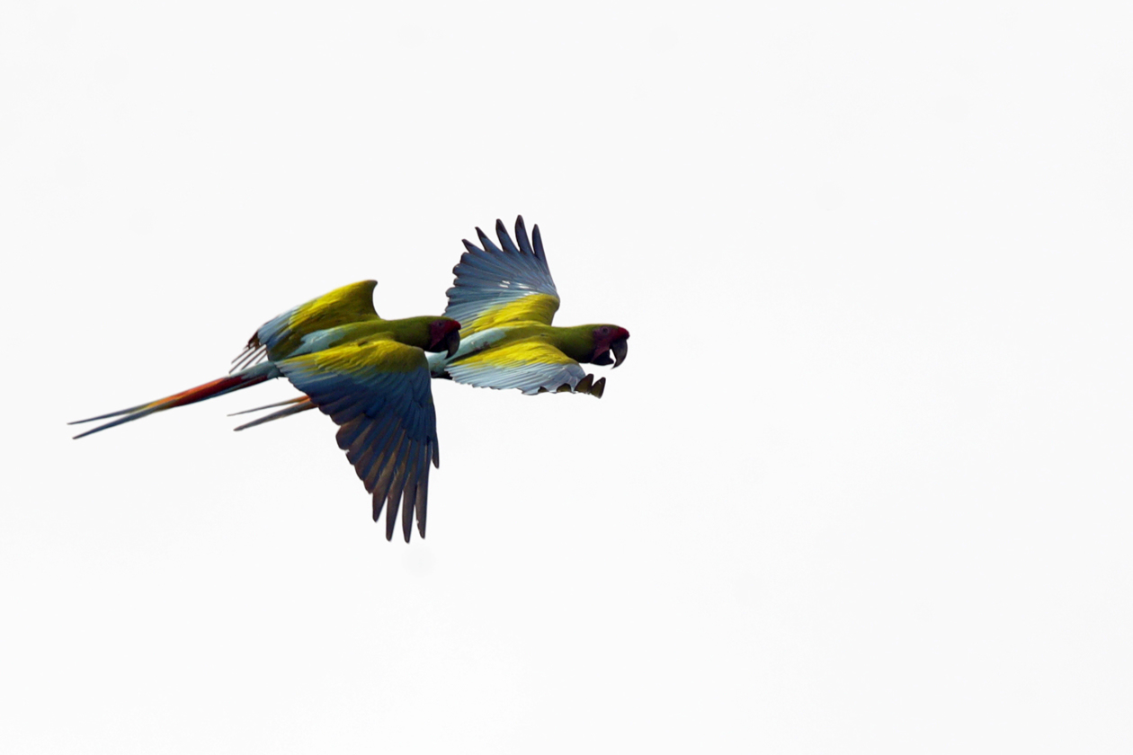 Nidos artificiales para salvar a la guacamaya verde en los bosques de Panamá.