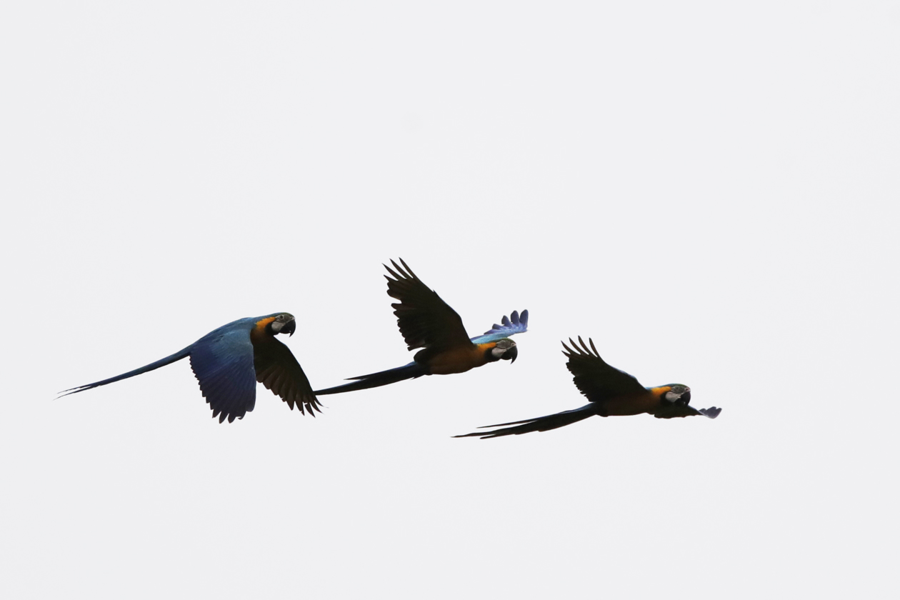 Nidos artificiales para salvar a la guacamaya verde en los bosques de Panamá.