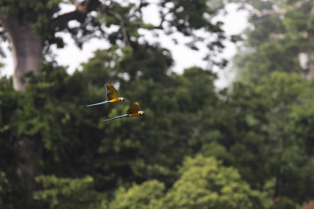 Nidos artificiales para salvar a la guacamaya verde en los bosques de Panamá.