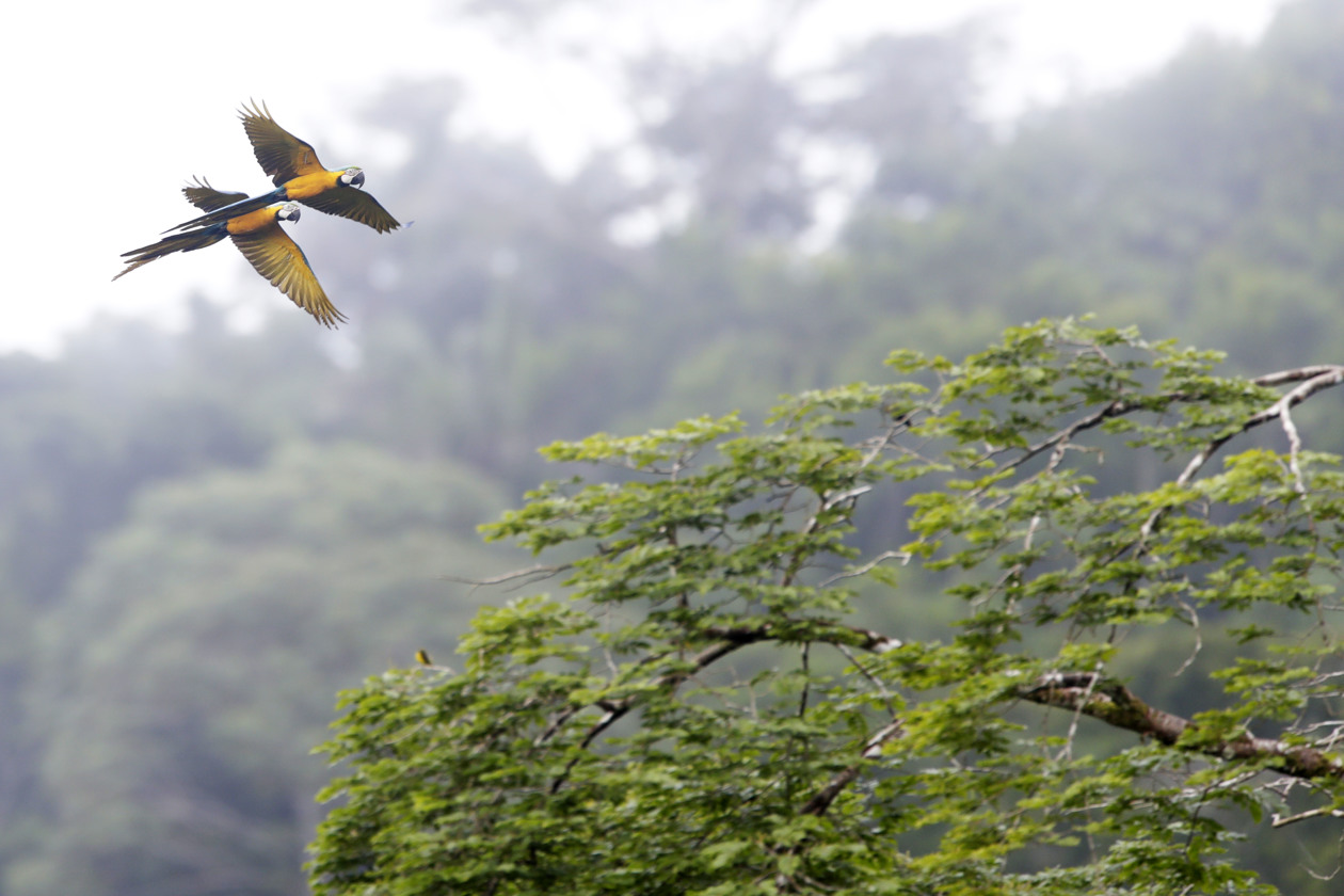Nidos artificiales para salvar a la guacamaya verde en los bosques de Panamá.