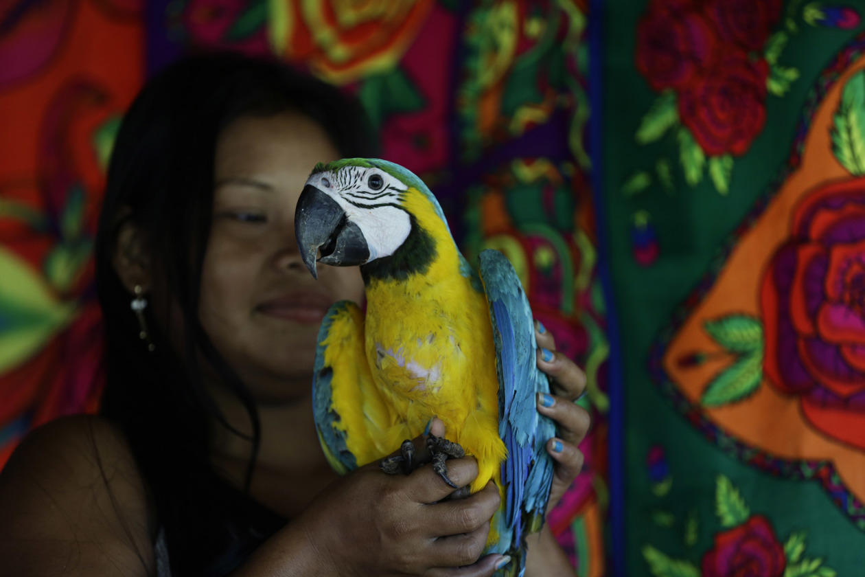 Nidos artificiales para salvar a la guacamaya verde en los bosques de Panamá.