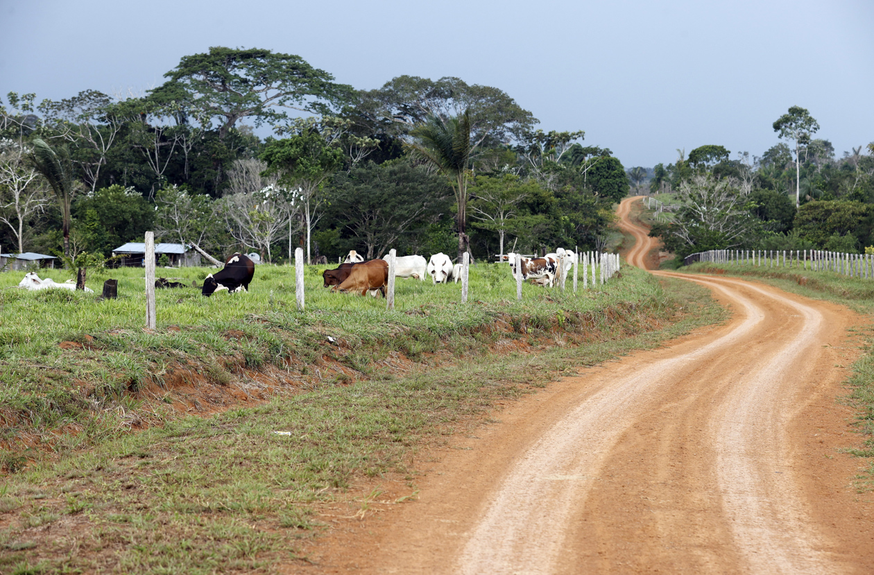 Ganado en hectáreas de selva amazónica, en San José del Guaviare.