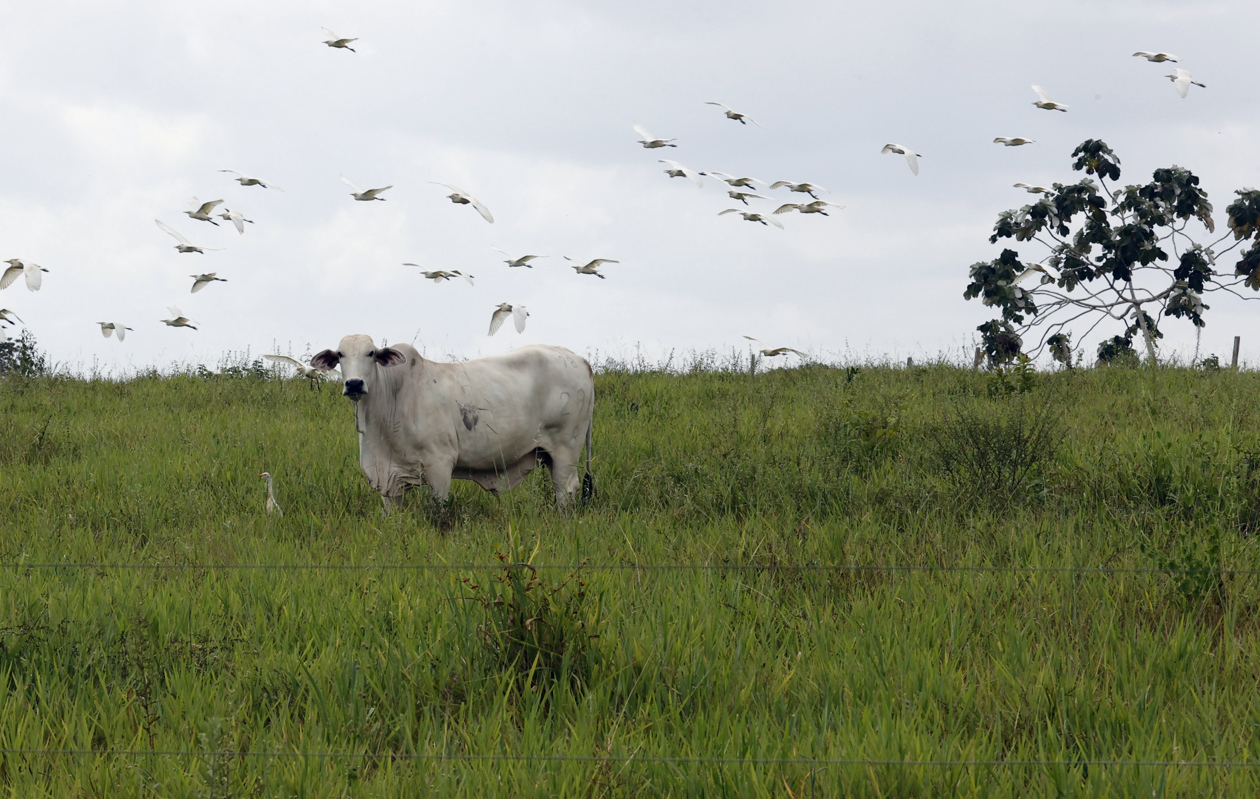 Ganado en hectáreas de selva amazónica, en San José del Guaviare.