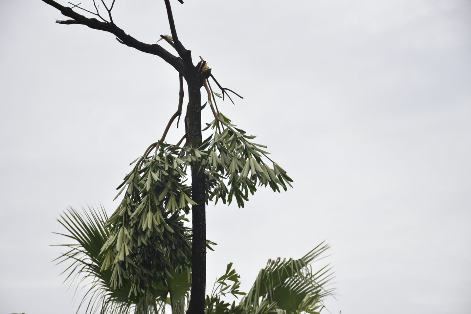 La rama de un árbol tronchada por los fuertes vientos.