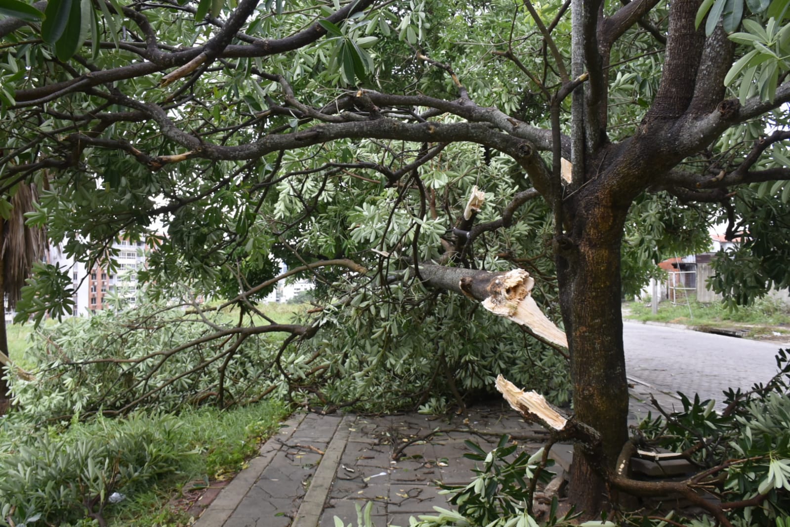 En el norte de Barranquilla se concentró emergencia por vendaval