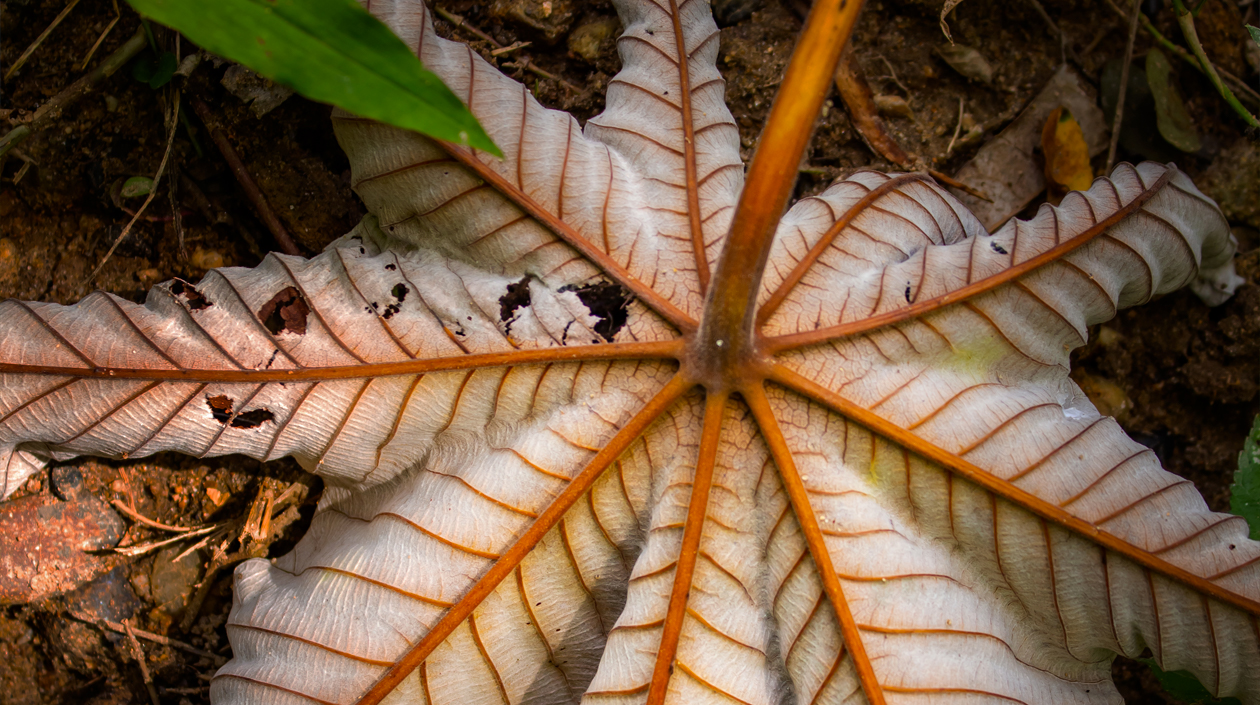 Cuarto puesto categoría 'Fotomaratón Ecosistemas': 'Hoja al suelo de Usiacurí'.