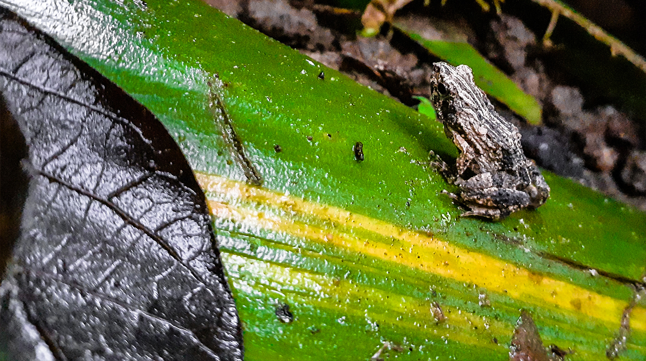 Segundo puesto categoría 'Fotomaratón Ecosistemas': 'El anfibio después de la lluvia'.'