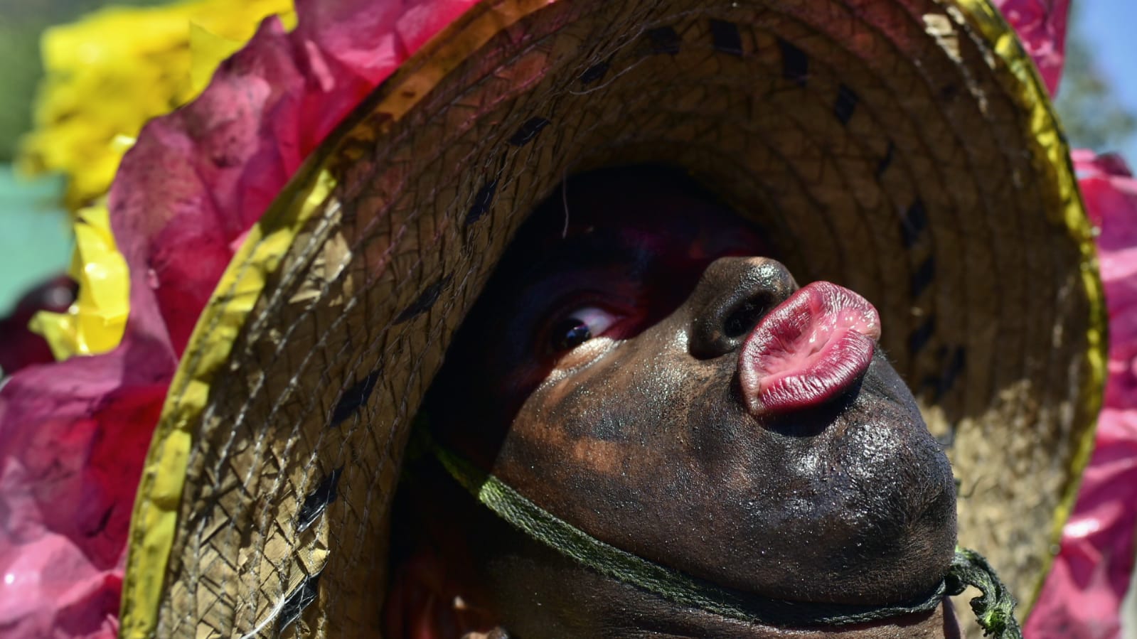 Negritos Son Tambó de Soledad.