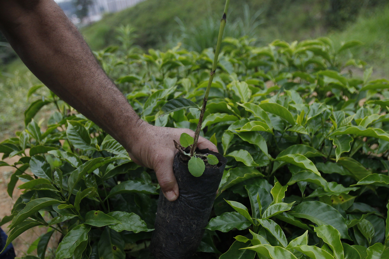 Plantas de café.