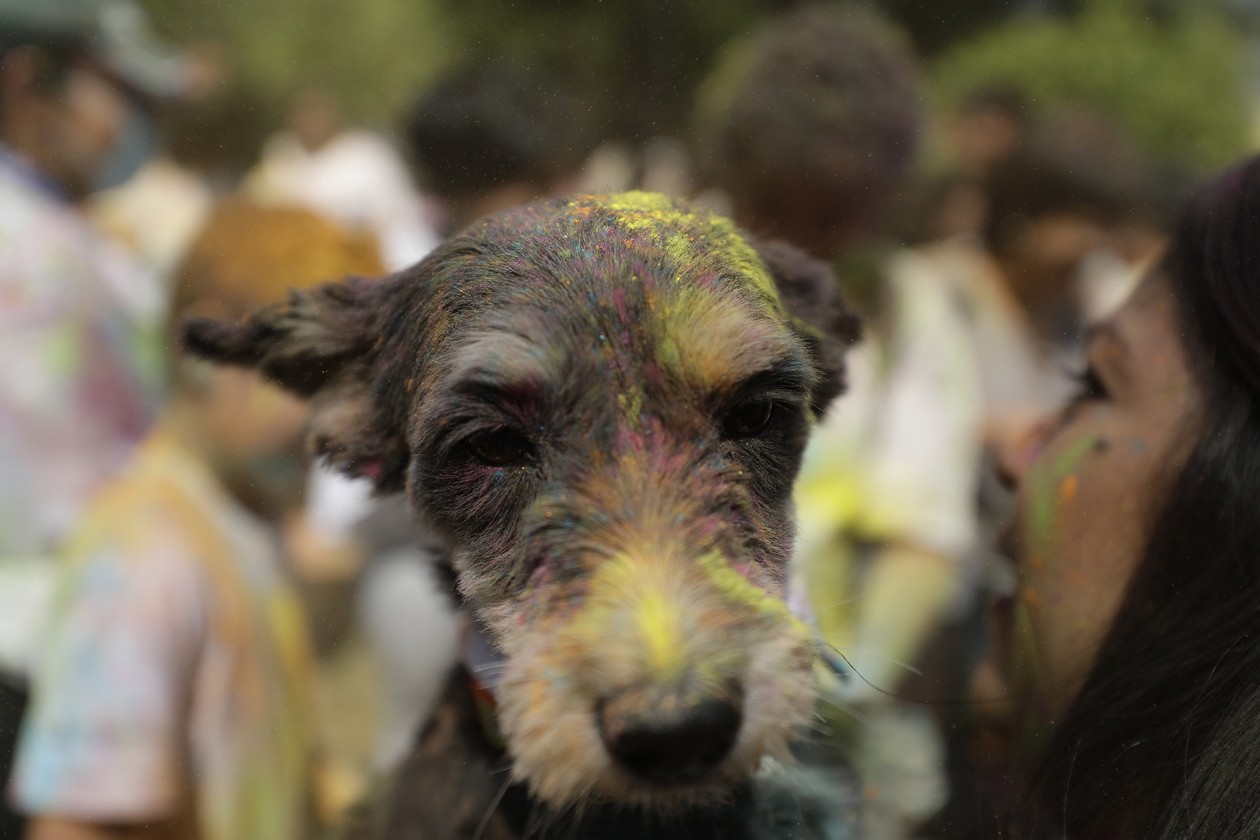 Una mujer llevó a su perro a la celebración del Holi 2023, en el Parque Cuscatlán en San Salvador (El Salvador).