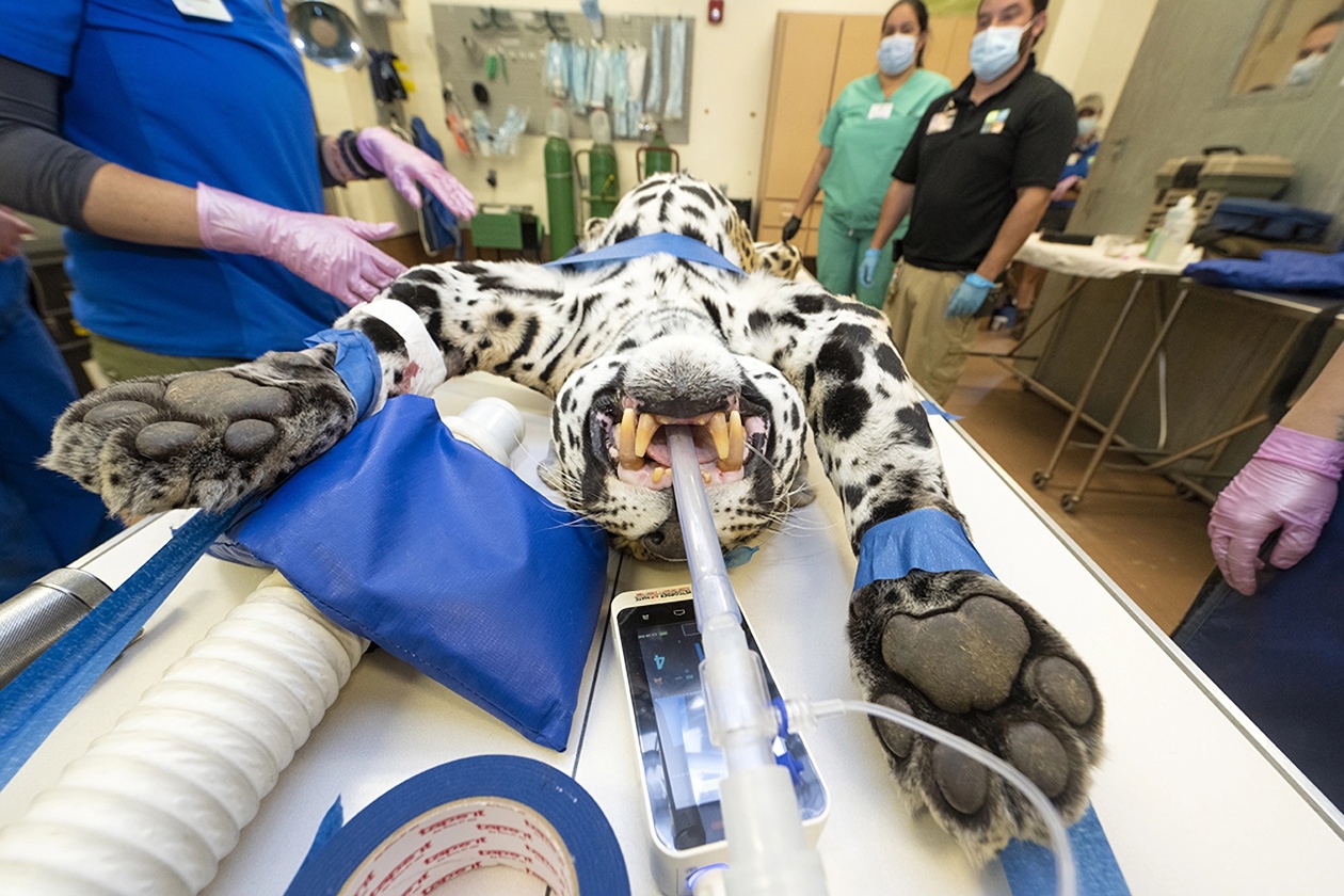 Un jaguar, de 18 años, durante una revisión médica en la clínica de animales en Miami, Estados Unidos.