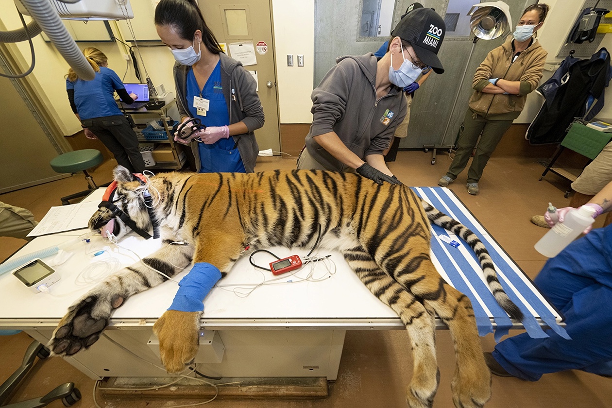 Especialista de la clínica de animales mientras someten a una tigresa de Sumatra a una revisión médica.