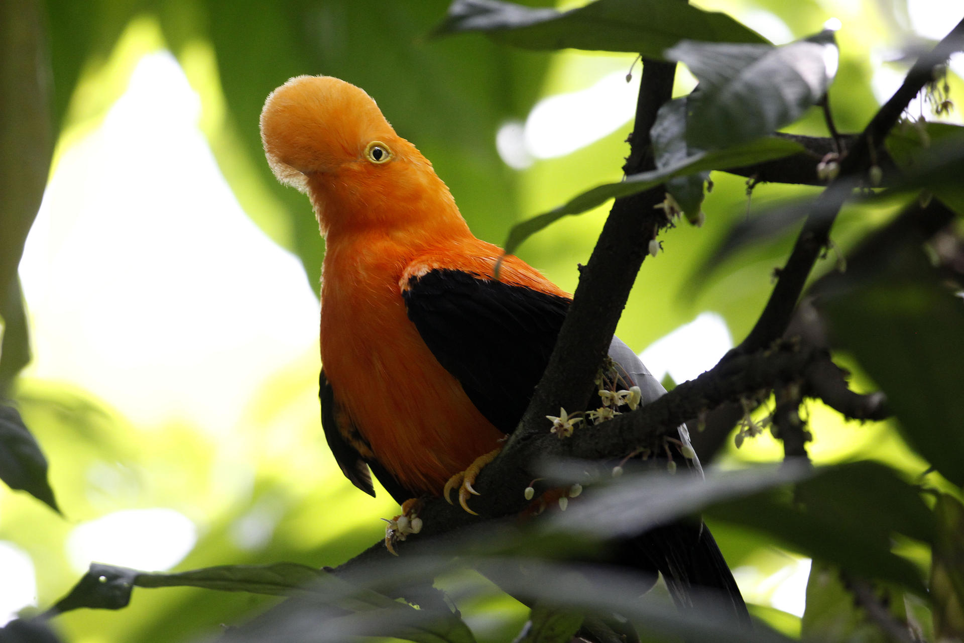 Gallito de roca (Rupícola peruviana) en el renovado aviario del Parque de la Conservación.