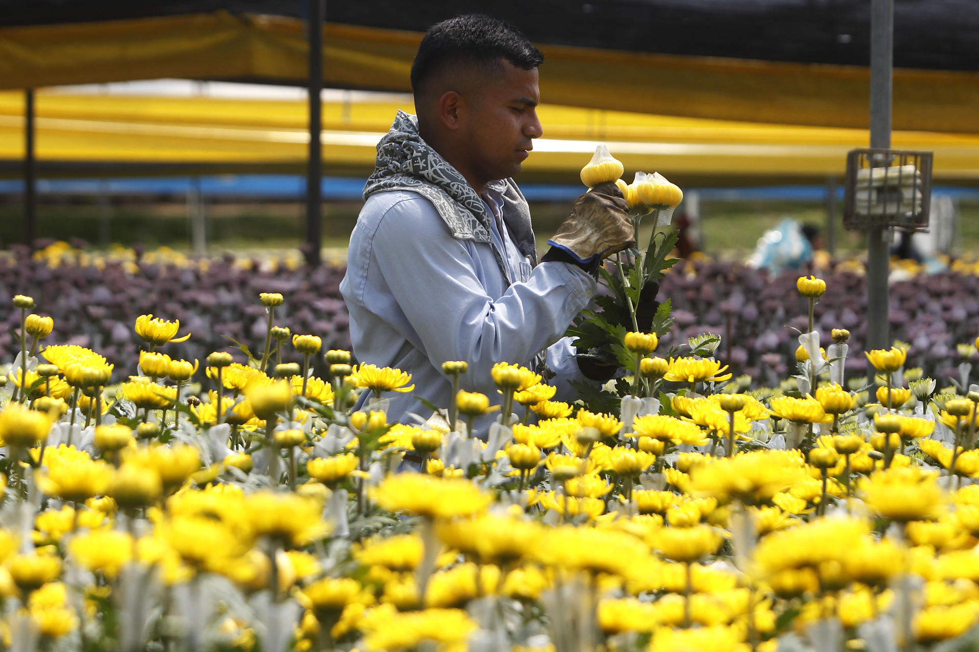 Recolección de flores