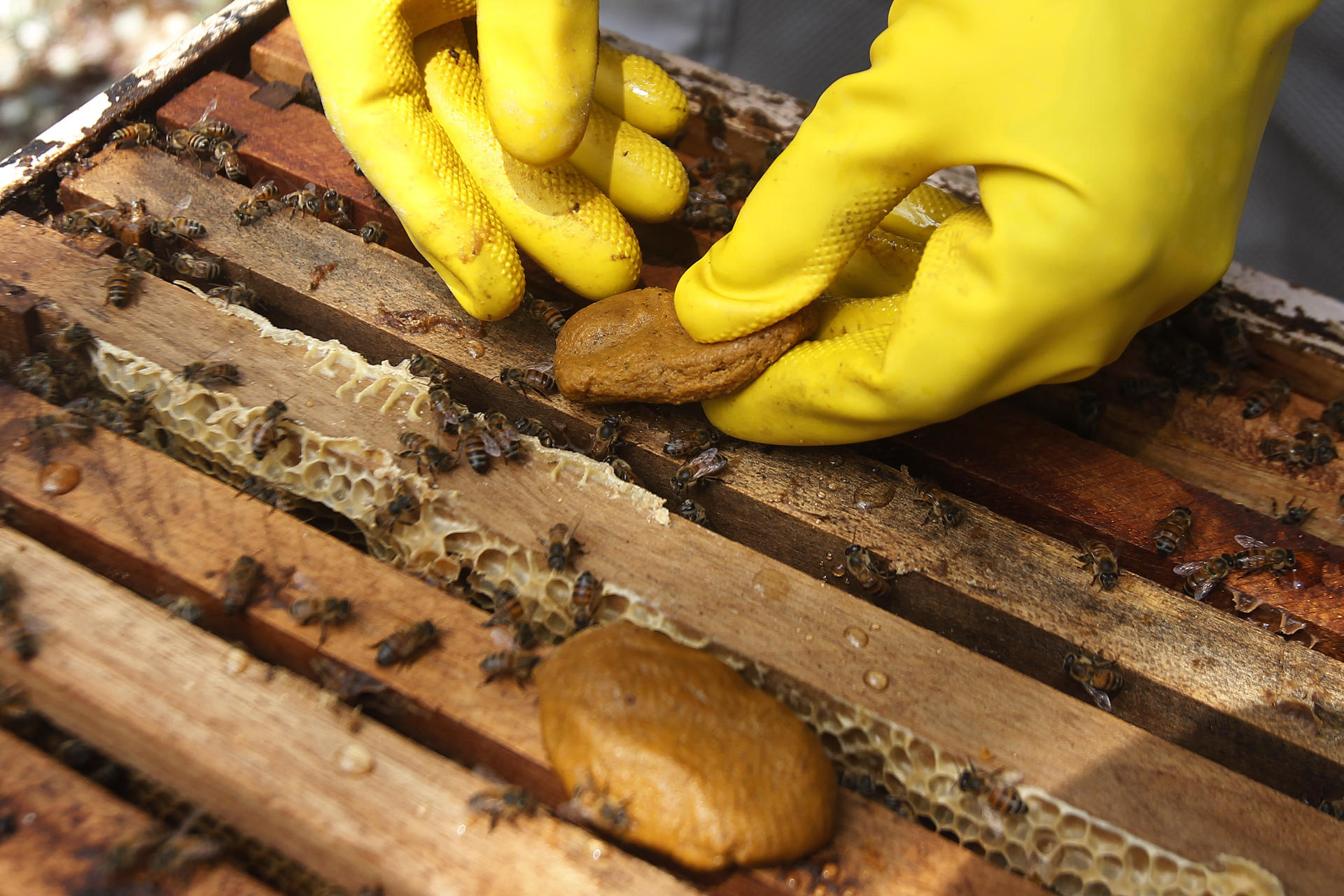 Cuidado especial para abejas