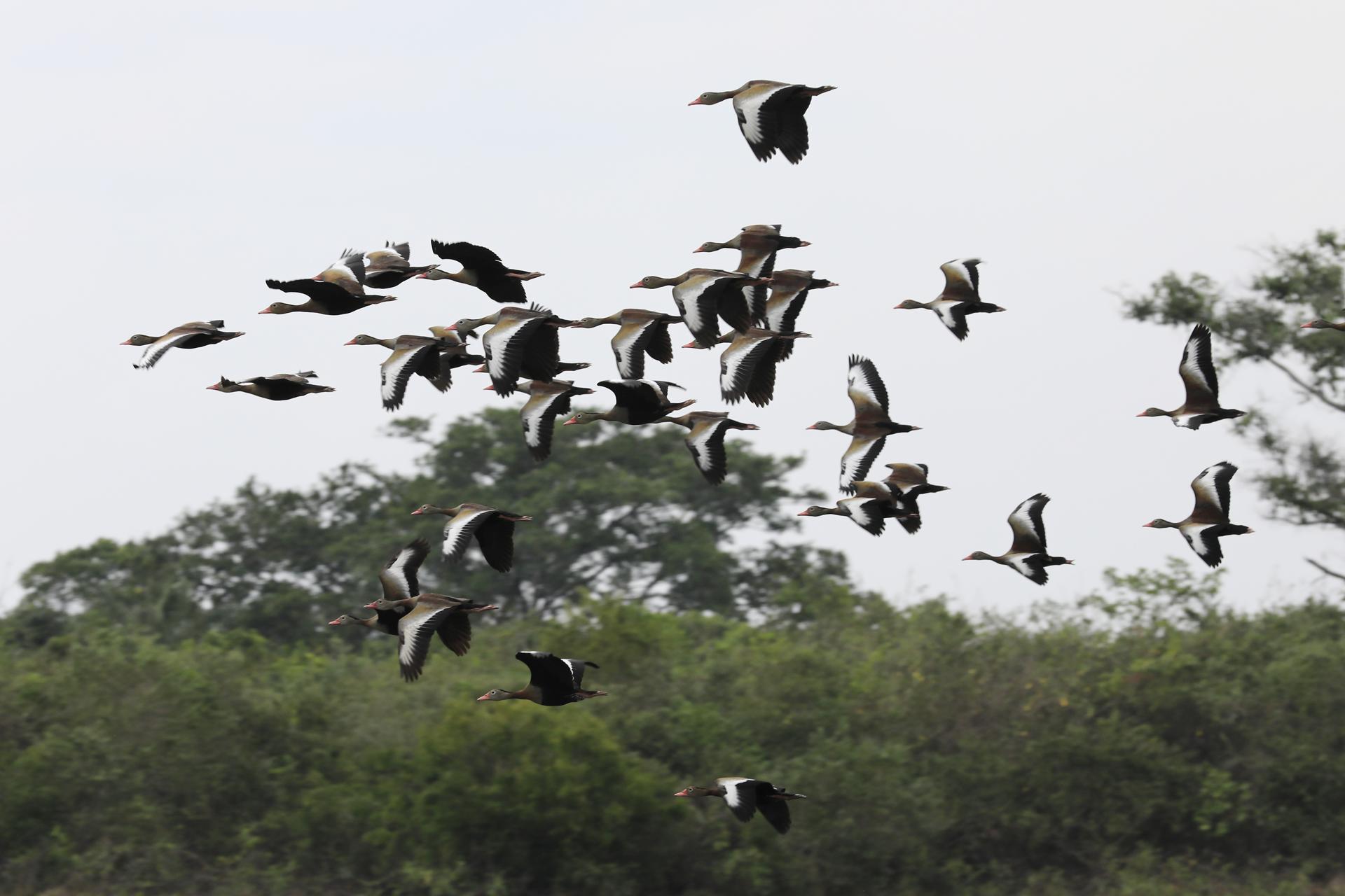 Aves de la reserva natural Hato La Aurora