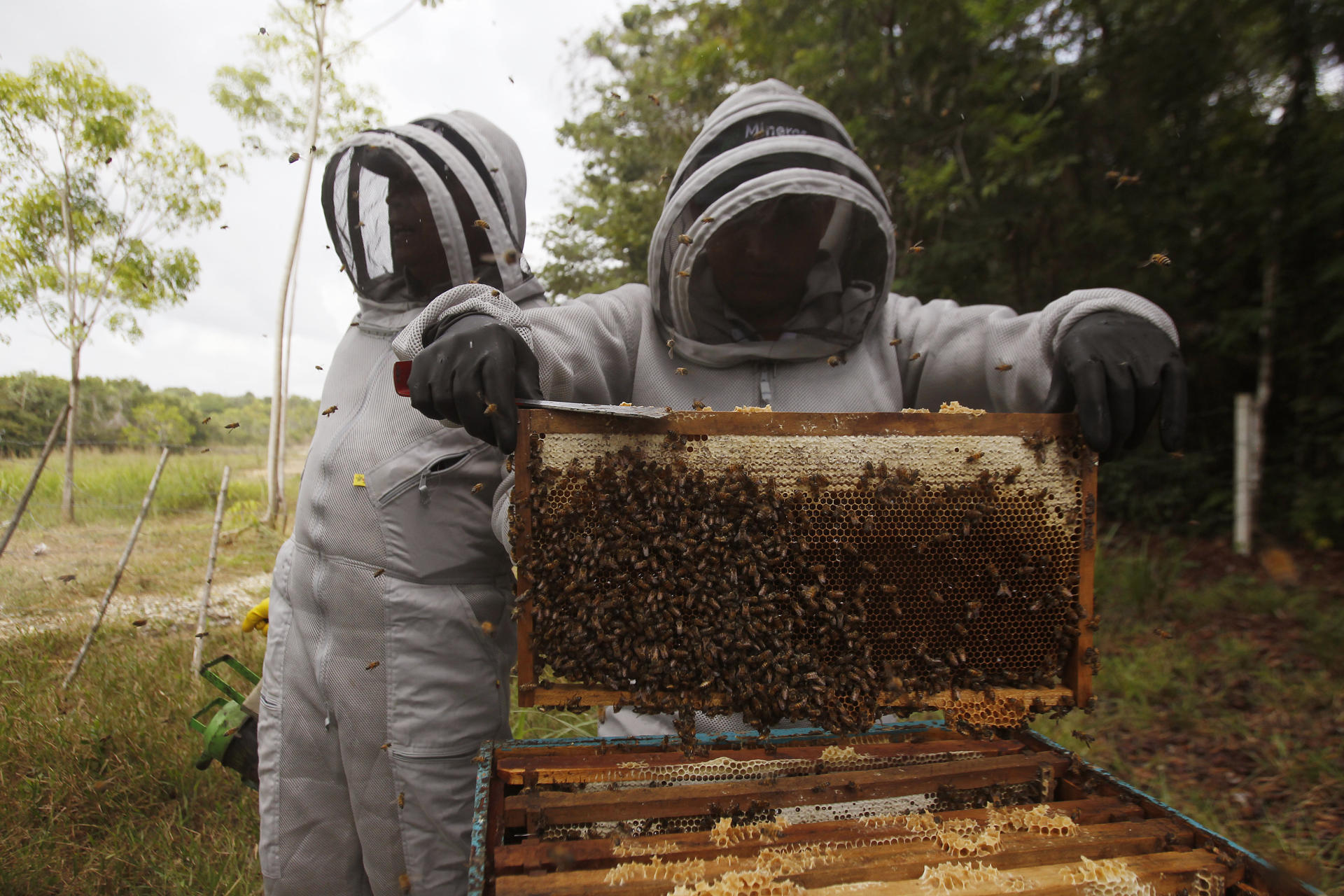 Apicultores crean métodos para cuidar sus abejas.