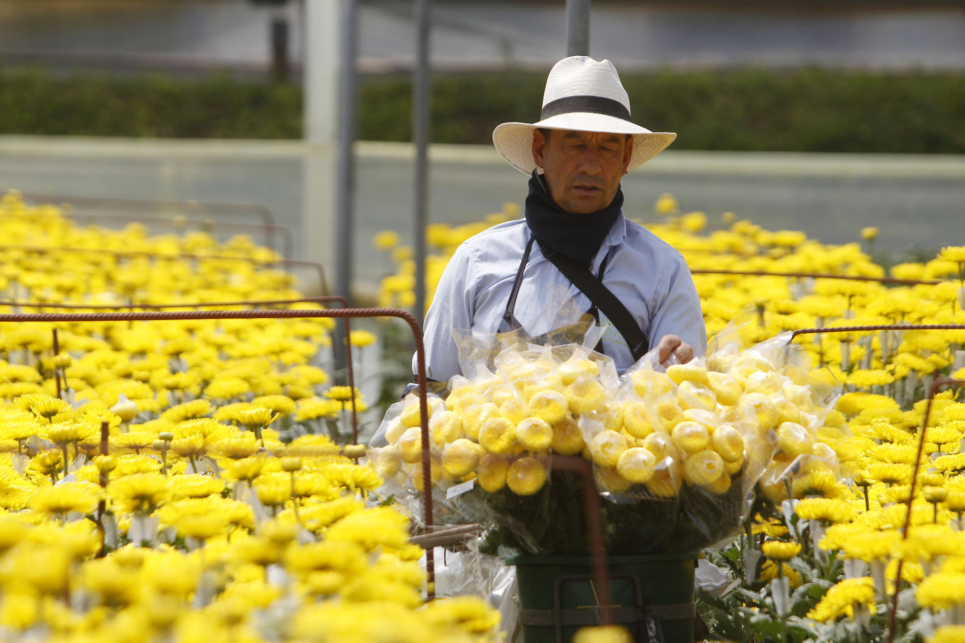 Oportunidades laborales para jóvenes y adultos con la venta de las flores