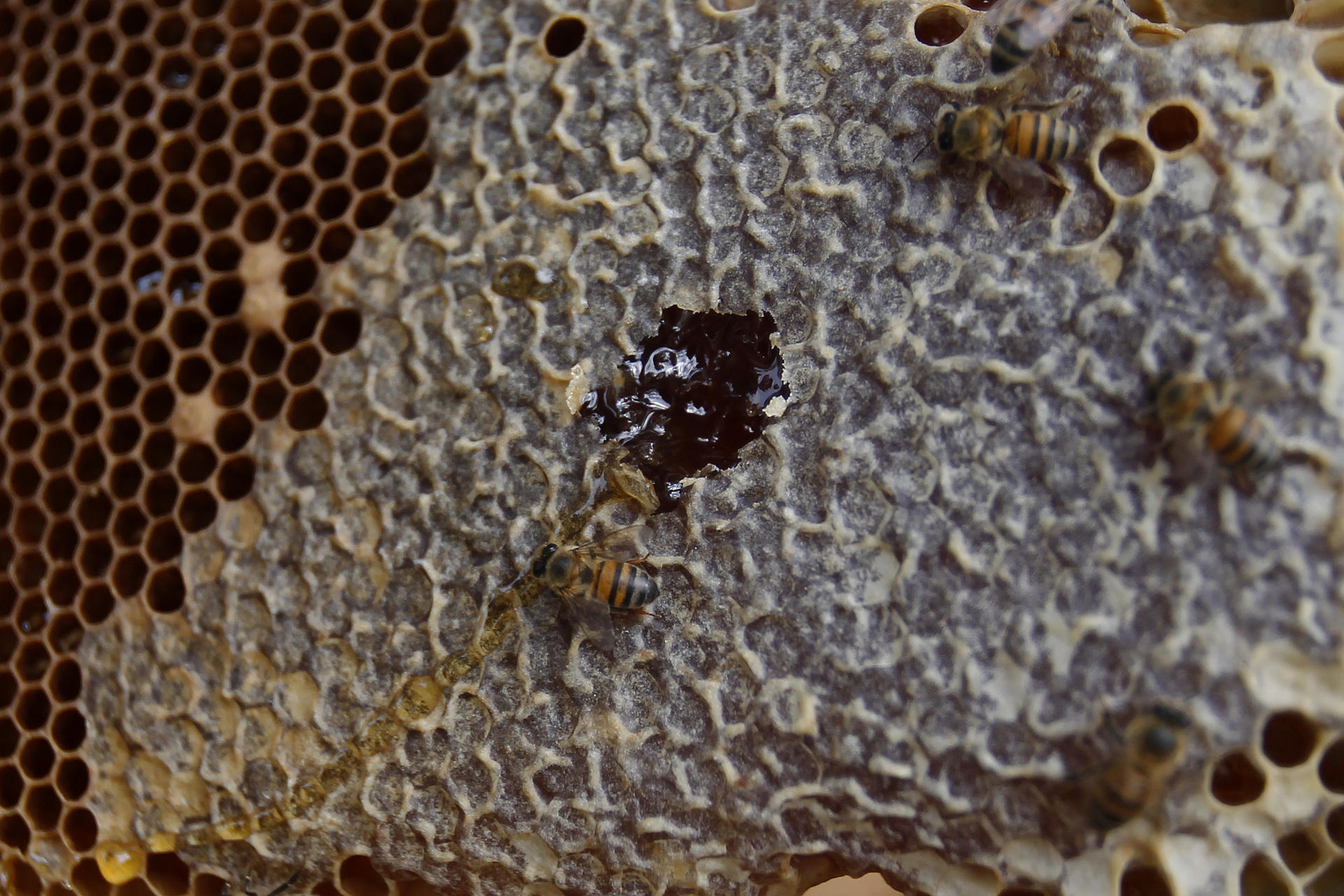 Los apicultores recogen la miel de abeja que dejan en los panales.