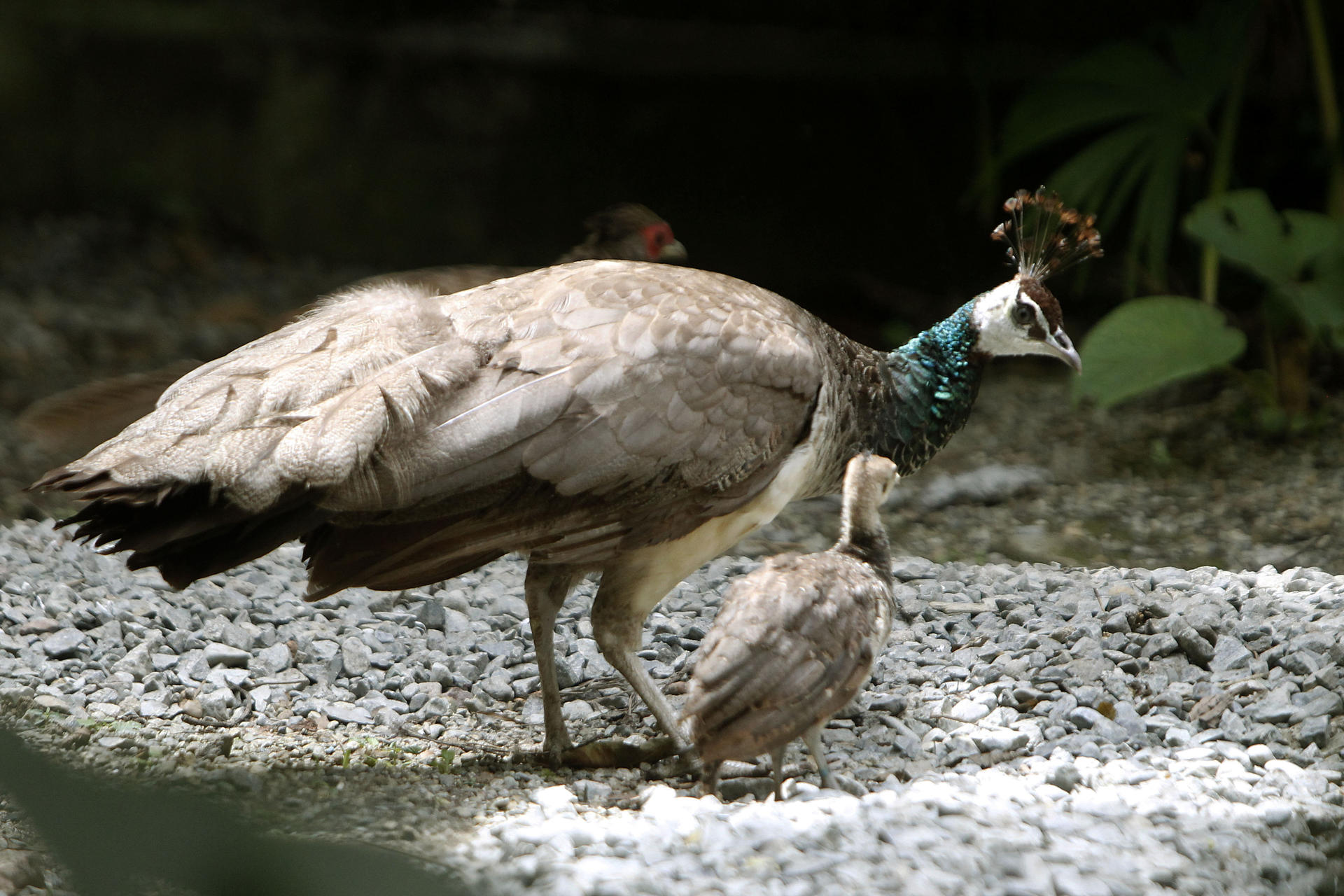 Un pavo real (Pavo cristatus) hembra con su cría en el renovado aviario del Parque de la Conservación.