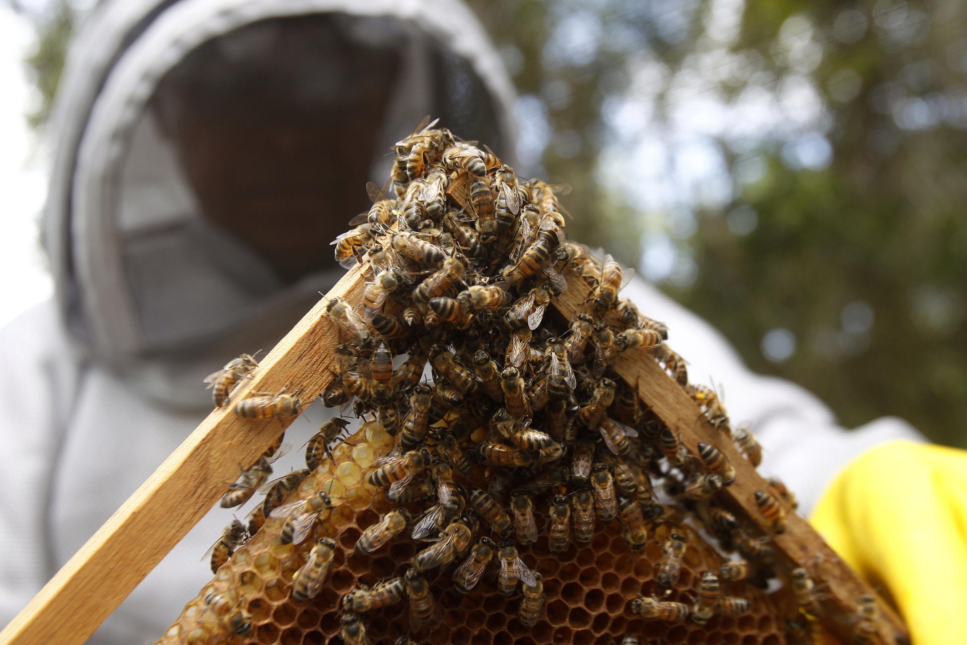 Enjambre de abejas