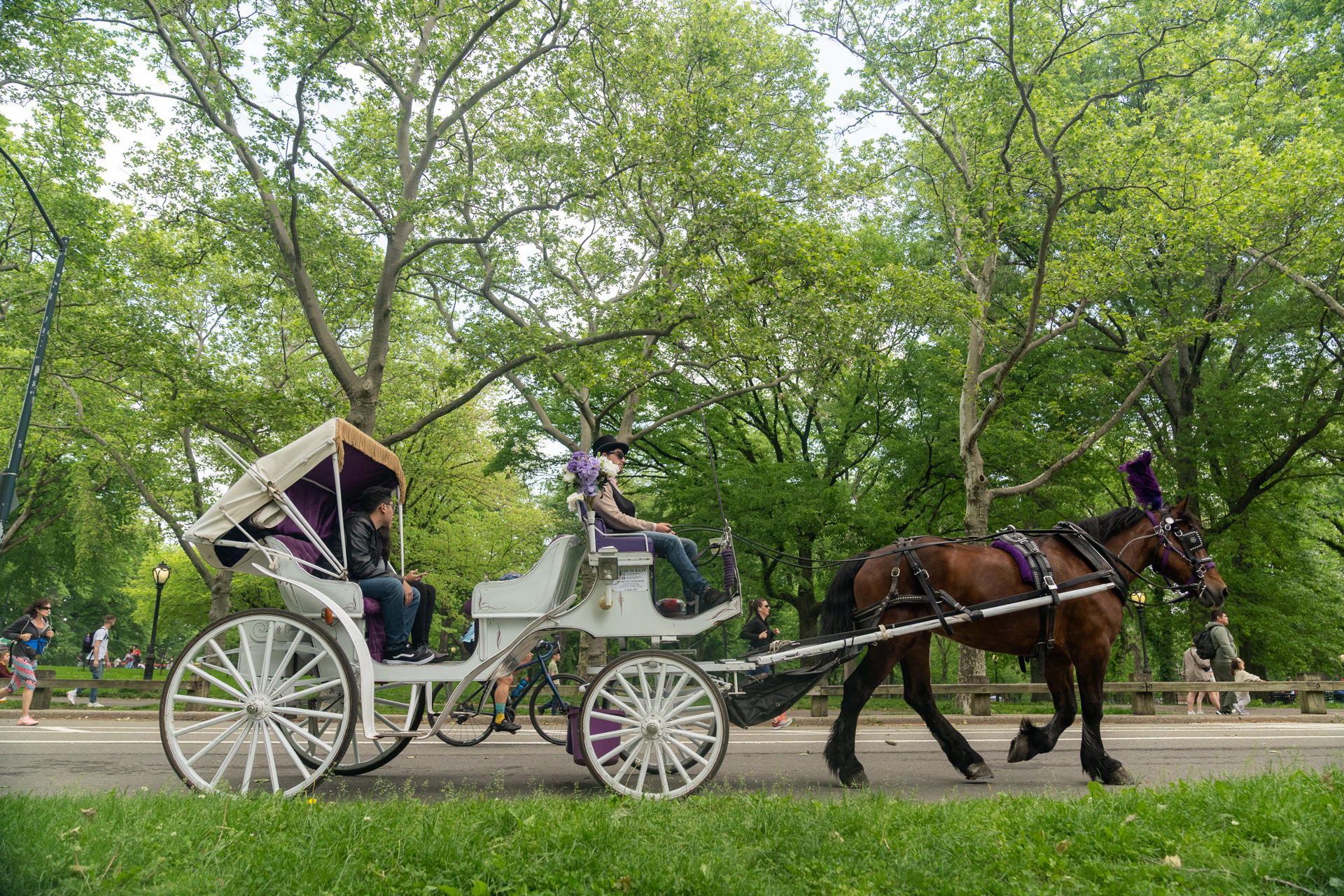 Paseos en coche del Central Park de Nueva York