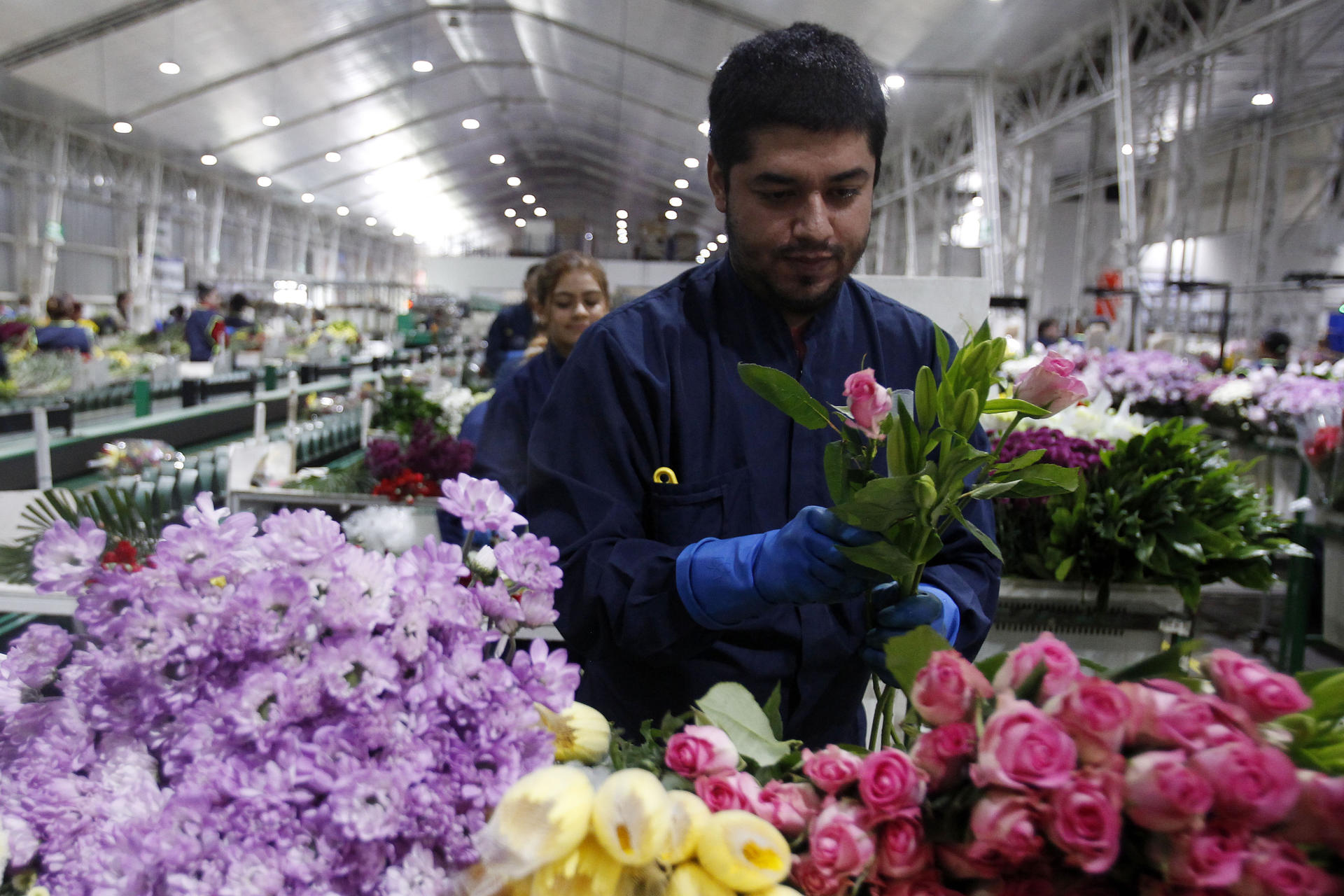 Más de tres millones de ramos de flores son exportados desde Colombia.