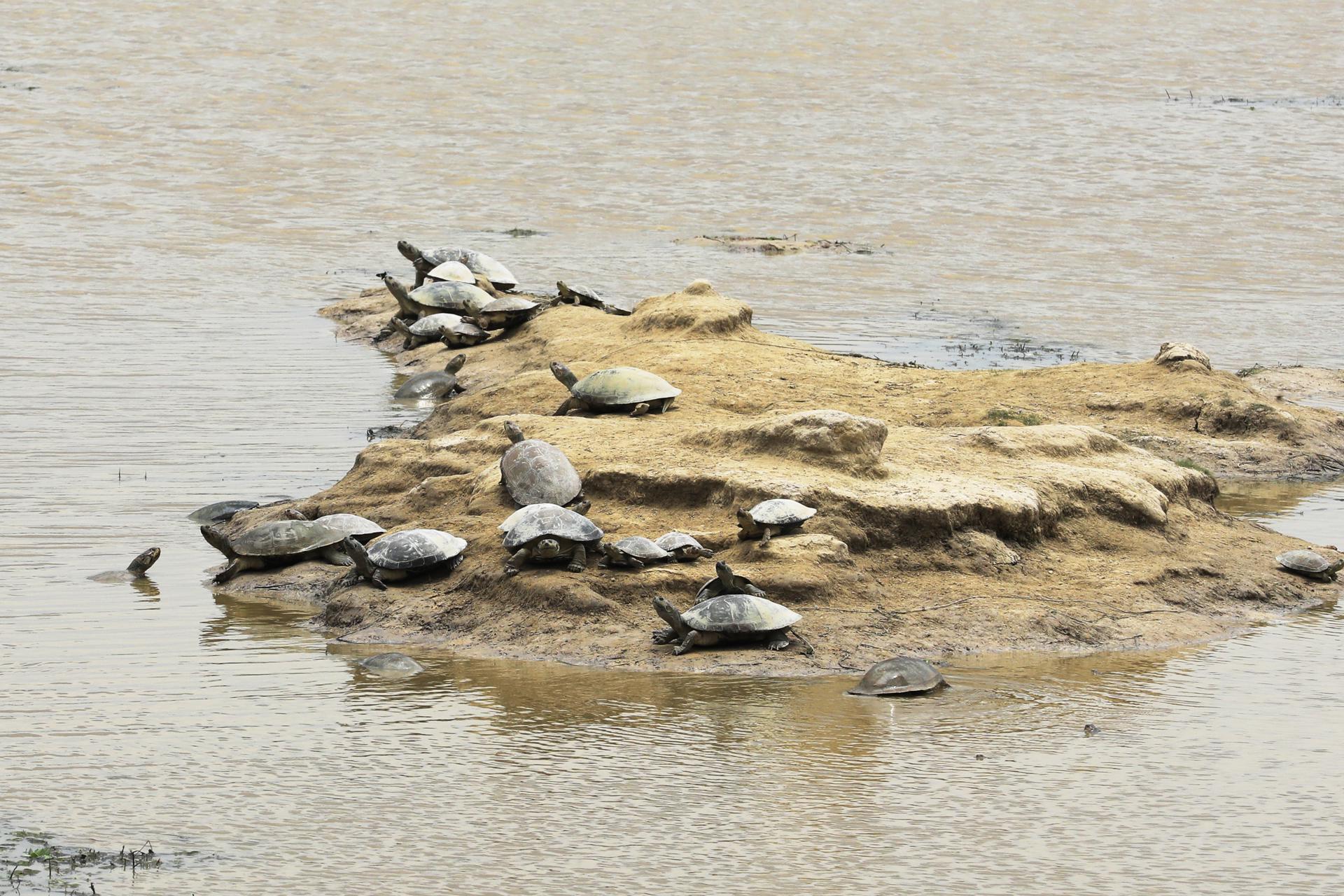 Tortugas en  la reserva natural Hato La Aurora