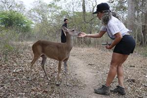 Turista acaricia un venado en la reserva natural Hato La Aurora